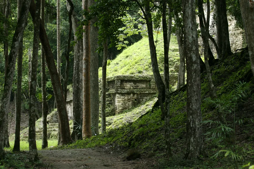Tempelruinen der Maya-Stadt Tikal ragen aus dem tropischen Wald